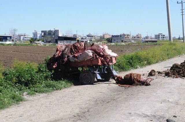 Adana&rsquo;da Kesilmiş At Ve Eşek Eti Bulundu 1