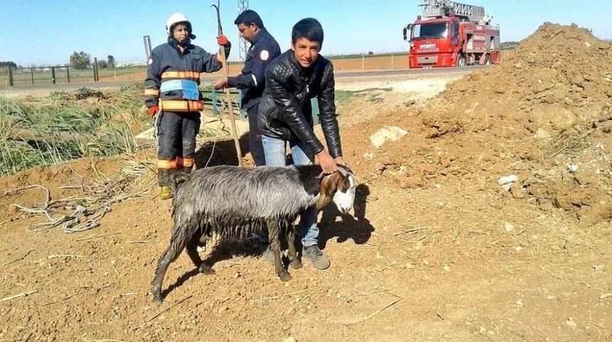&Ccedil;amura Saplanan Ke&ccedil;i İtfaiye Tarafından Kurtarıldı