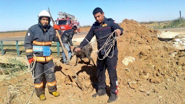 Çamura Saplanan Keçi İtfaiye Tarafından Kurtarıldı