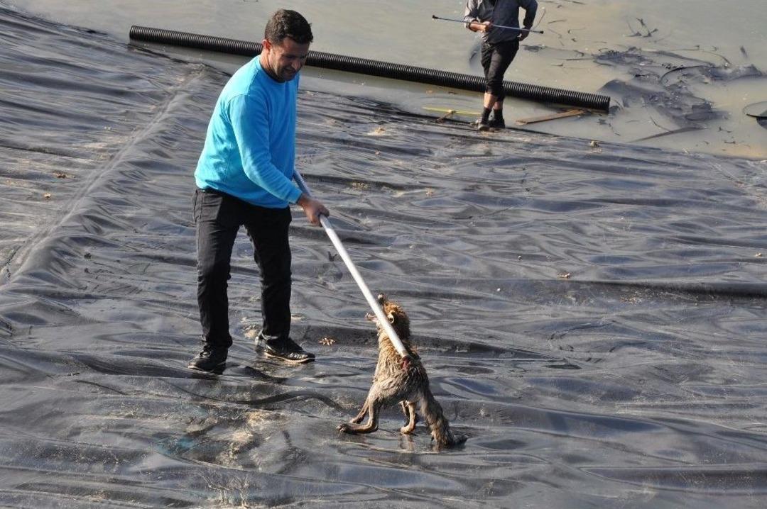 Bursa&rsquo;da Tilki Kurtarma Operasyonu