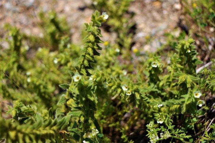 Kayıp Bitkiyi Yeniden Bulup Baraj Sularından Kurtardılar G1