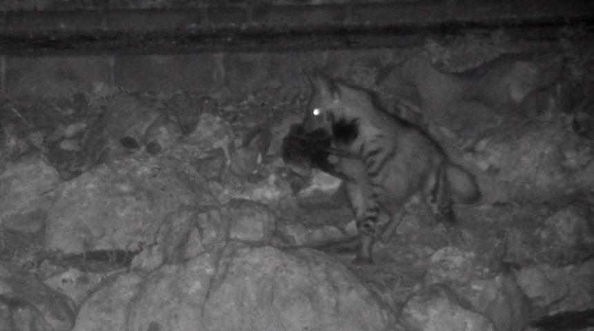 Nesli T&uuml;kenme Tehlikesi Altında Olan &Ccedil;izgili Sırtlan Kameralara Takıldı