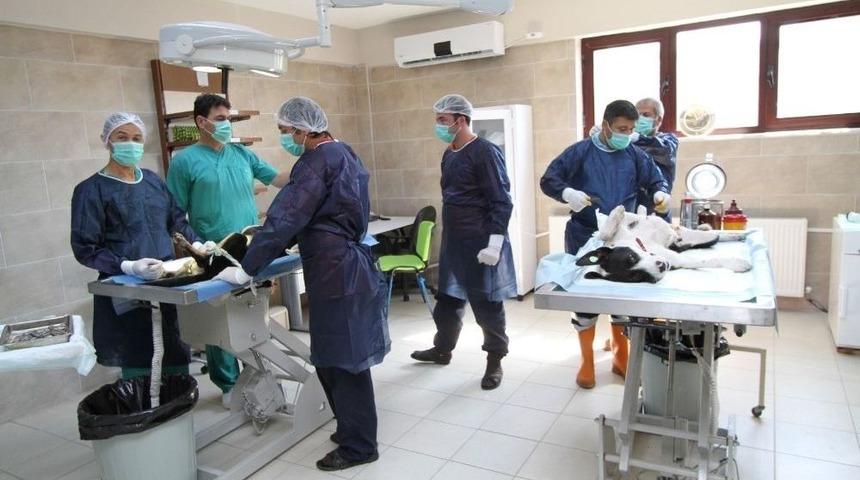 Kaza Ge&ccedil;iren Hayvanlara B&uuml;y&uuml;kşehir&rsquo;den Şefkat Eli