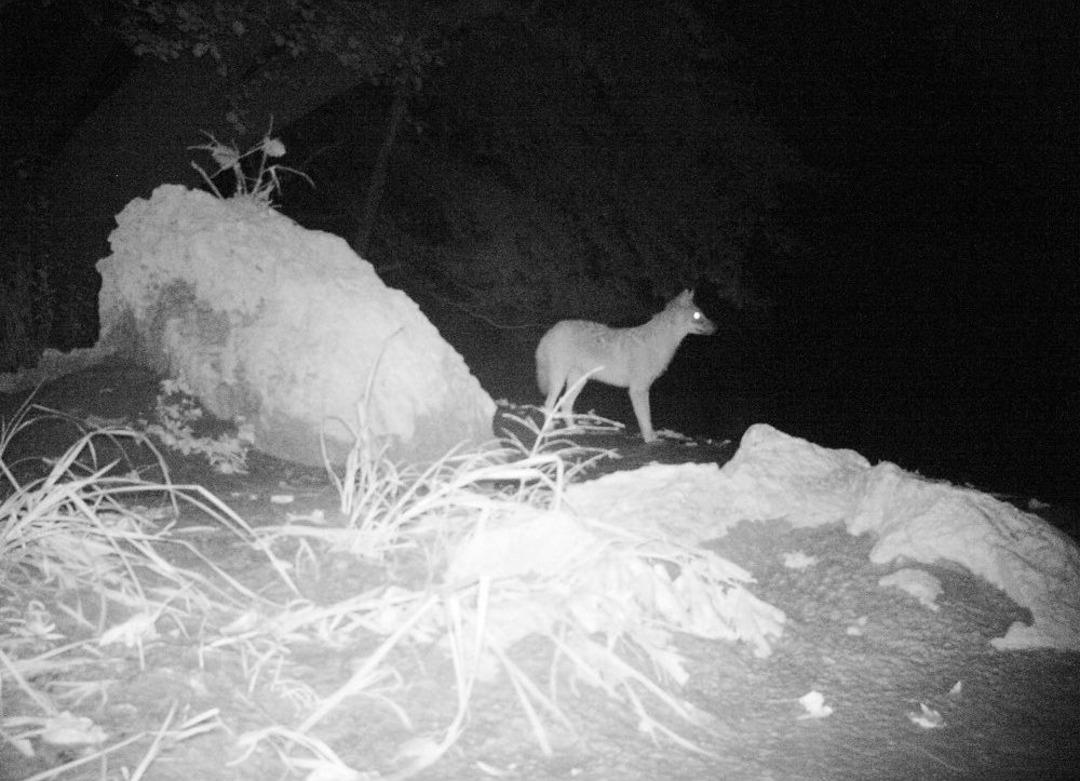 (&ouml;zel Haber) Bursa&rsquo;da Yaban Hayatını Kurduğu Foto Kapan Ve Kamerayla B&ouml;yle G&ouml;r&uuml;nt&uuml;ledi