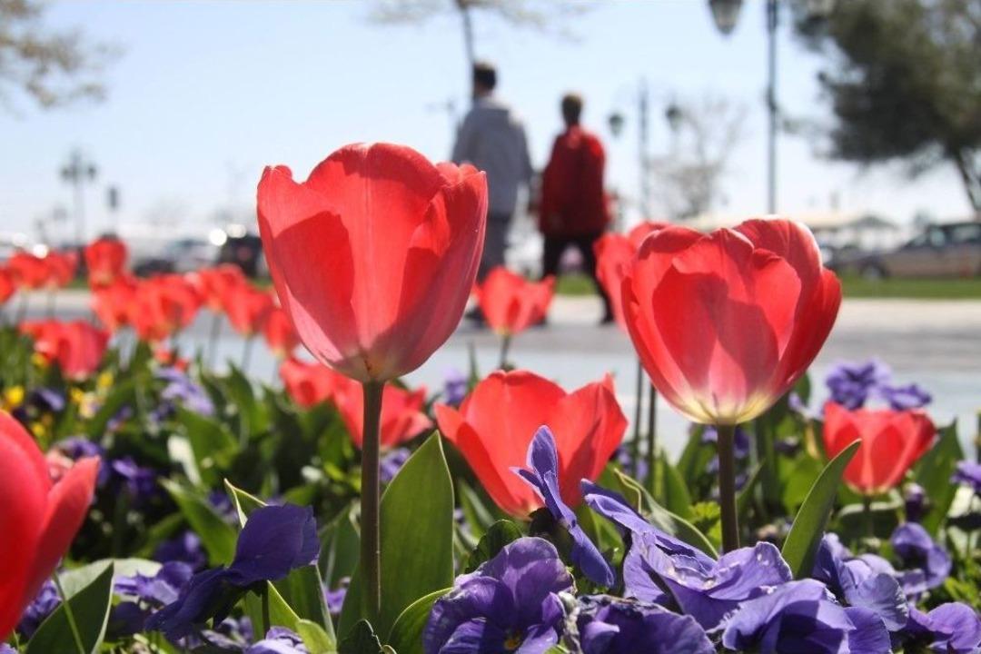 Tekirdağ&rsquo;da Lalelerin Renk C&uuml;mb&uuml;ş&uuml;