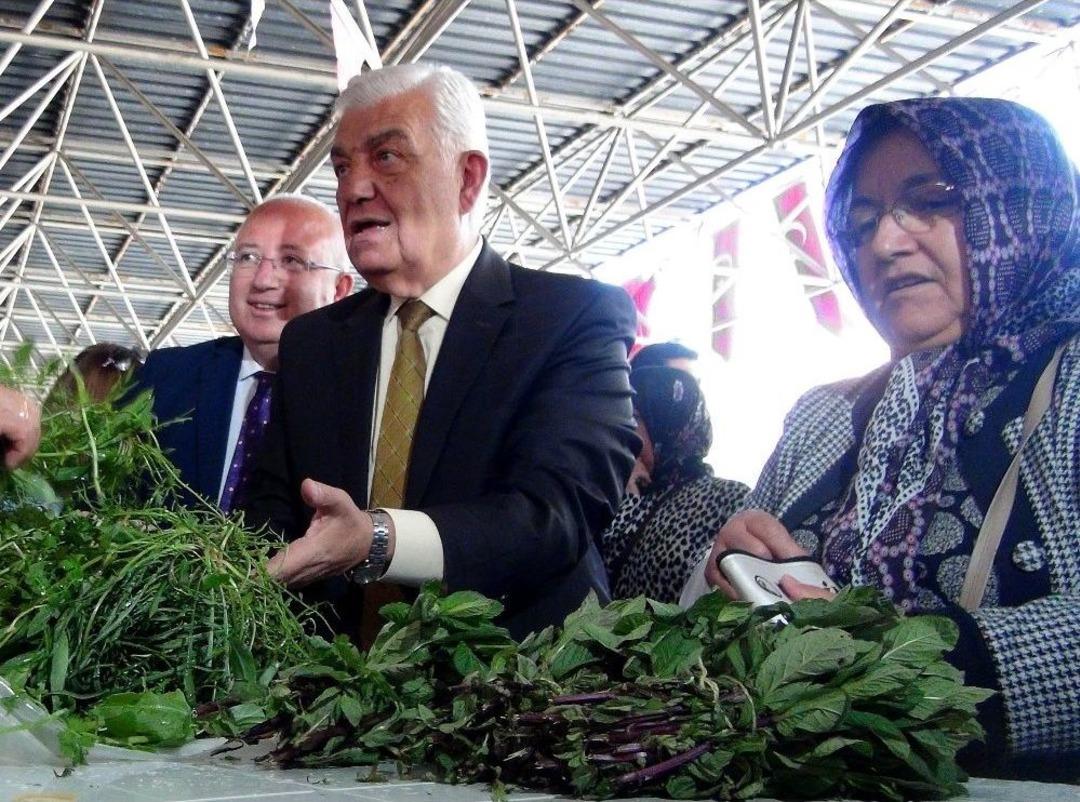 Menteşe&rsquo;nin Otları G&ouml;r&uuml;c&uuml;ye &Ccedil;ıktı