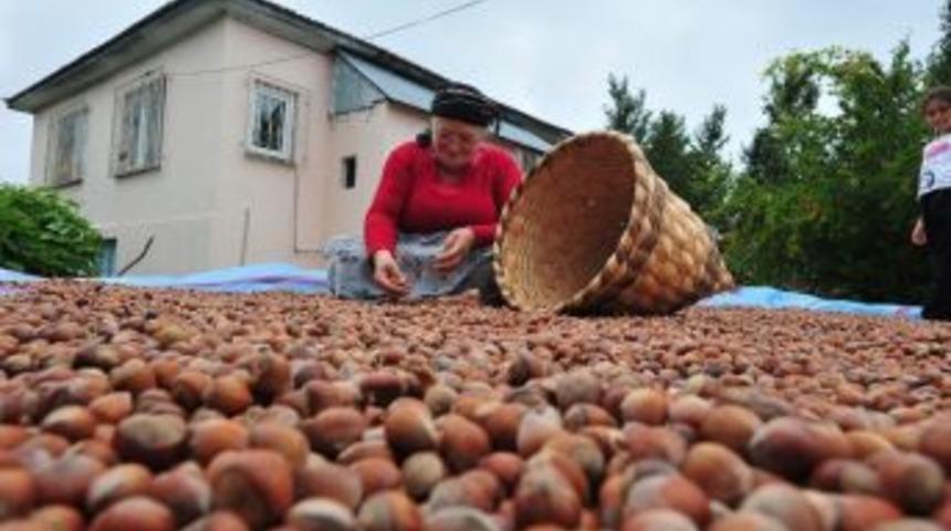 D&uuml;zce&rsquo;den 4 Ayda 6 Bin 615 Ton Fındık İhra&ccedil; Edildi