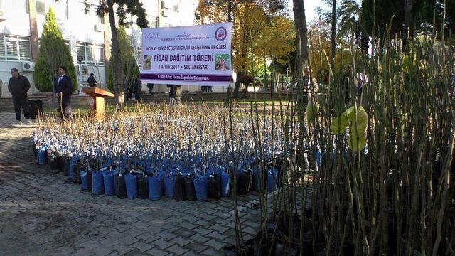 Aydın’da 9 Bin Adet Meyve Fidanı Toprakla Buluşacak