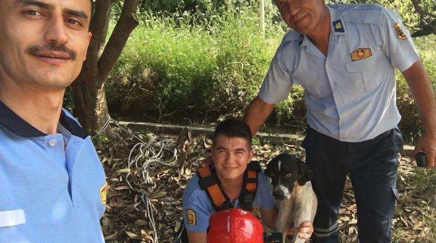 3 G&uuml;n Kuyuda Yaşam M&uuml;cadelesi Veren K&ouml;pek Kurtarıldı