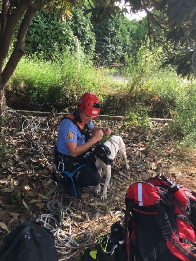 3 Gün Kuyuda Yaşam Mücadelesi Veren Köpek Kurtarıldı