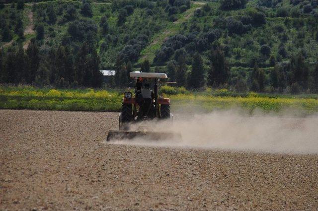 Aydın’da Çiftçi Yeniden Beyaz Altına Döndü