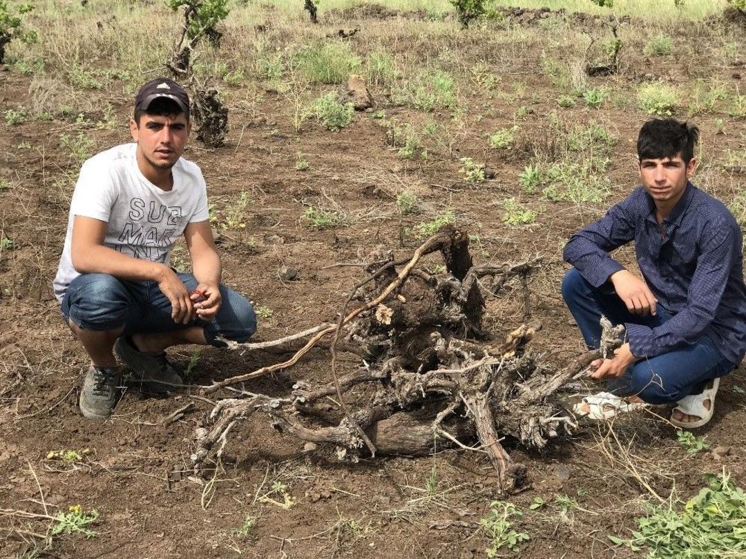 (&ouml;zel) Siverek Bağları Bir Bir Yok Oluyor