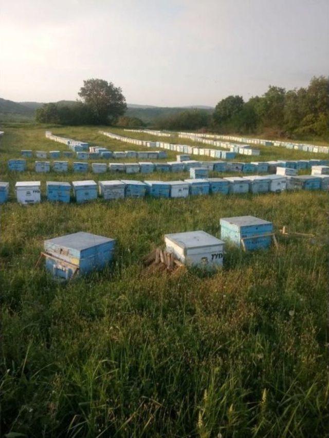 Gezginci Arıcılar Yollara Düşüyor