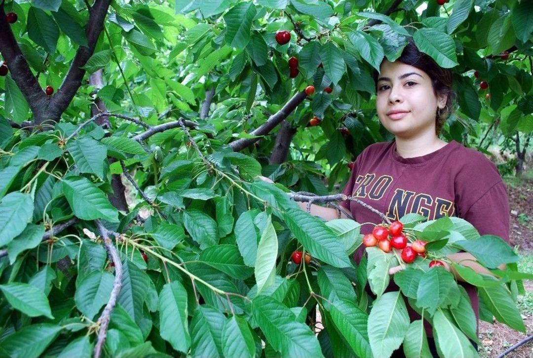 Kirazda Fiyat D&uuml;şt&uuml;, &Uuml;retici Zararda