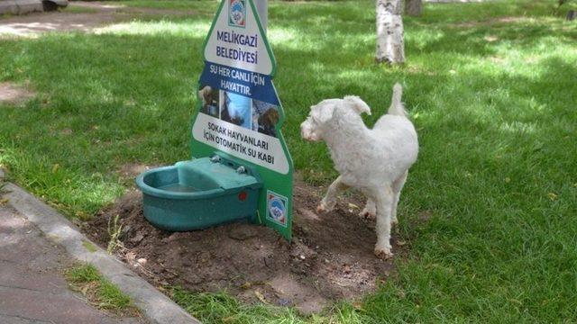 Melikgazi Belediyesi Sokak Hayvanlarını Unutmadı