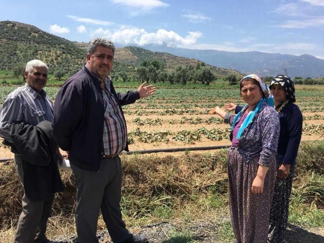 Yağmur Tarlaları Vurdu, &Uuml;r&uuml;nleri Zarar G&ouml;renler G&ouml;zyaşlarını Tutamadı