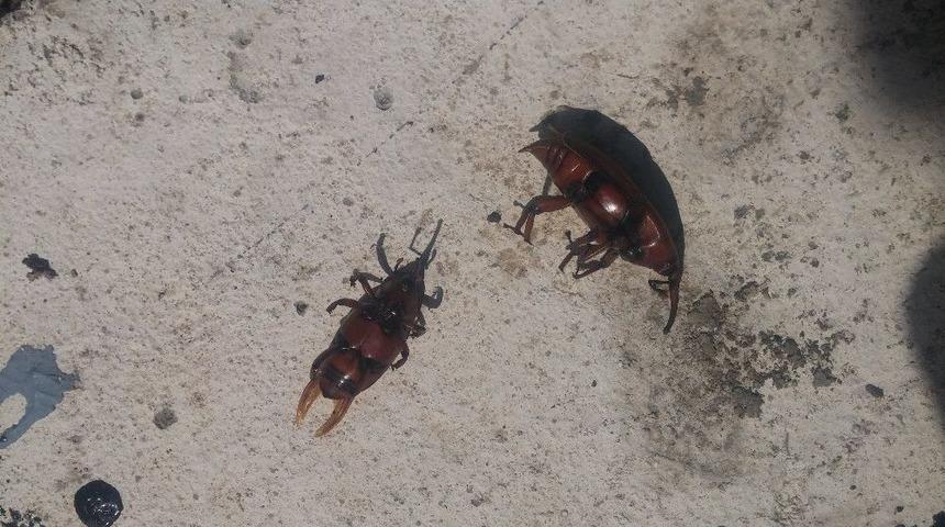 Akdeniz’in Simgesi Palmiyeler Koruma Altında