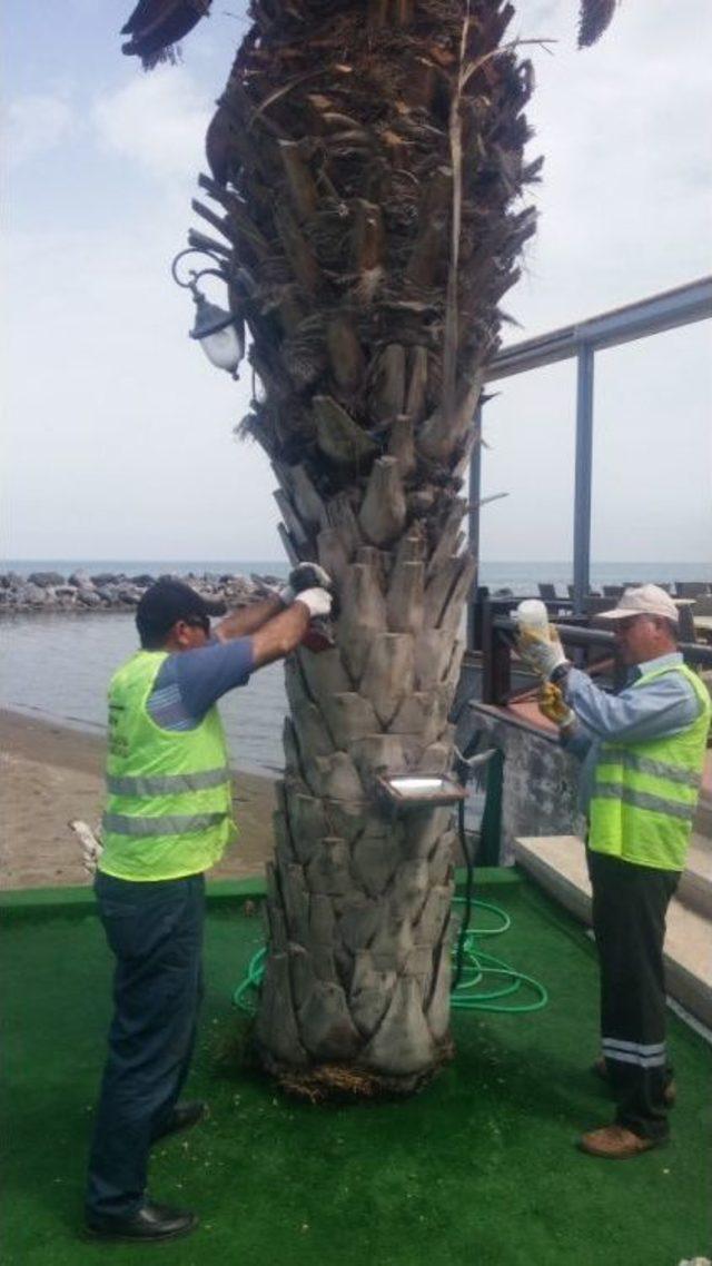 Akdeniz’in Simgesi Palmiyeler Koruma Altında