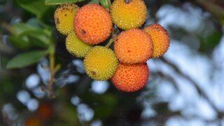 Faydasını Bir bileydin