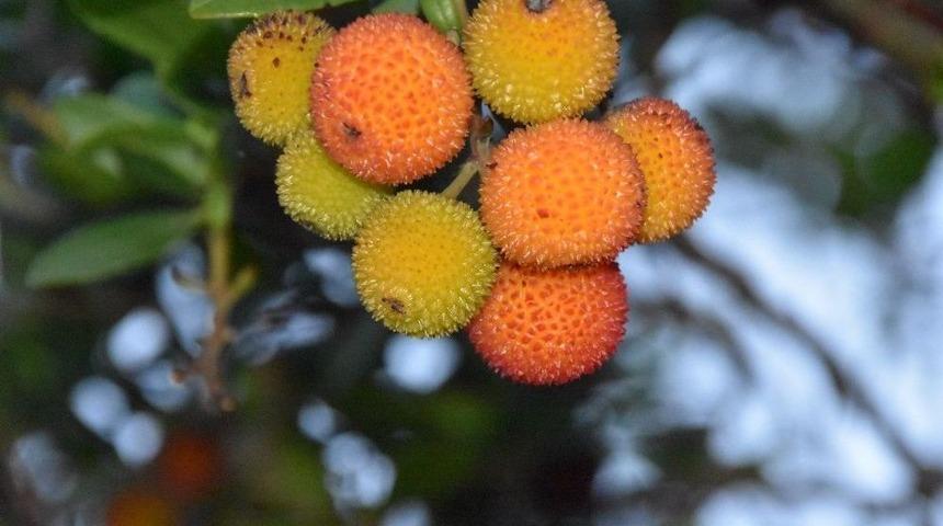 Faydasını Bir "bileydin"