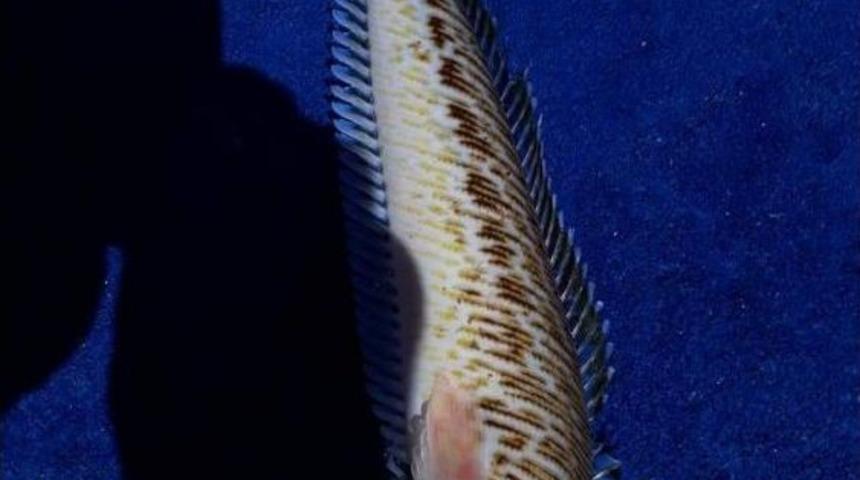 Ege Denizi&rsquo;nde &lsquo;trakonya&rsquo; Alarmı