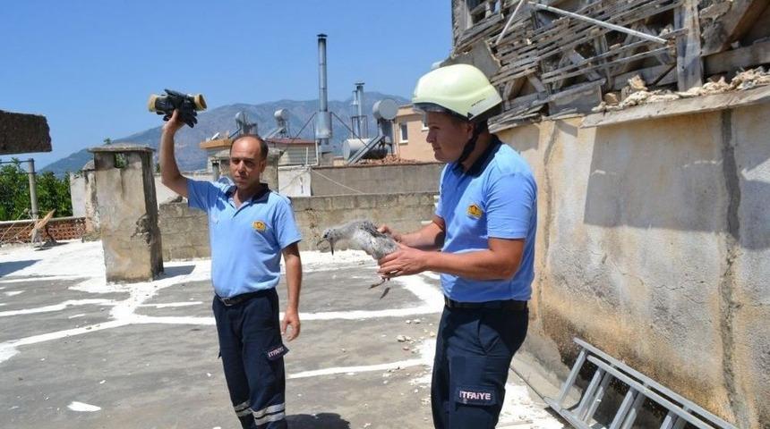 &Ccedil;atıdaki Yuvasından D&uuml;şen Martı Yavrusunu İtfaiye Kurtardı