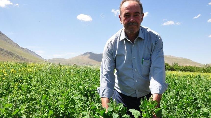 Televizyonda Gördü, Tarlasına ‘astronot Gıdası’ Kinoa Ekti