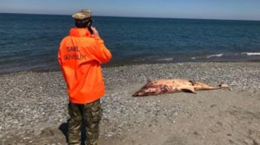 Sahile 4 Yunus Vurdu