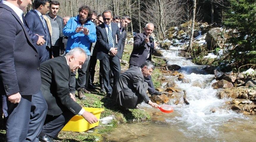 İkizdere&rsquo;de 15 Bin Kırmızı Pullu Alabalık Yavrusu Dereye Bırakıldı