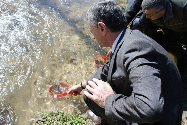 İkizdere’de 15 Bin Kırmızı Pullu Alabalık Yavrusu Dereye Bırakıldı