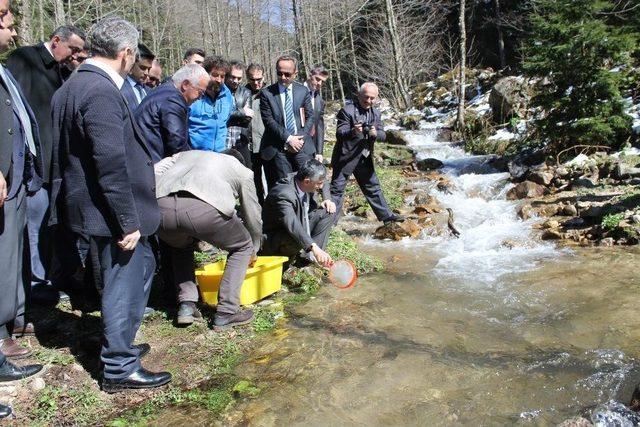 İkizdere’de 15 Bin Kırmızı Pullu Alabalık Yavrusu Dereye Bırakıldı