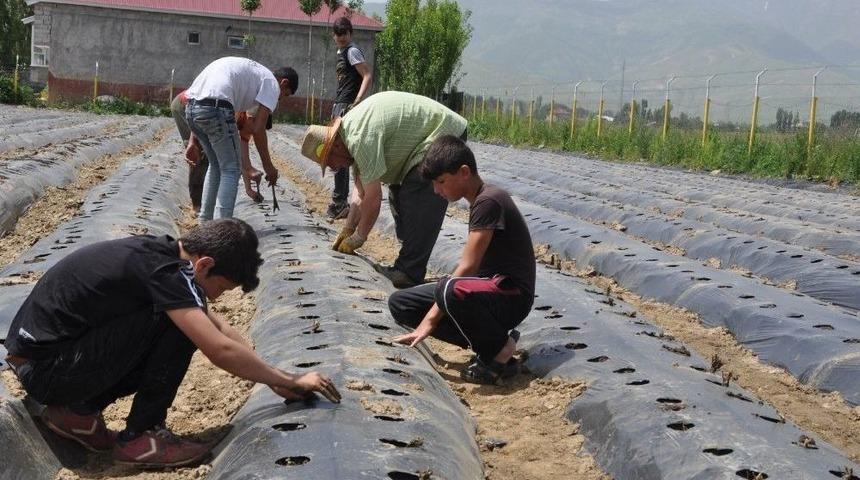 Muş&rsquo;ta Devlet Desteğiyle 200 &Ccedil;ilek Bah&ccedil;esi Kuruldu
