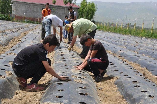 Muş’ta Devlet Desteğiyle 200 Çilek Bahçesi Kuruldu