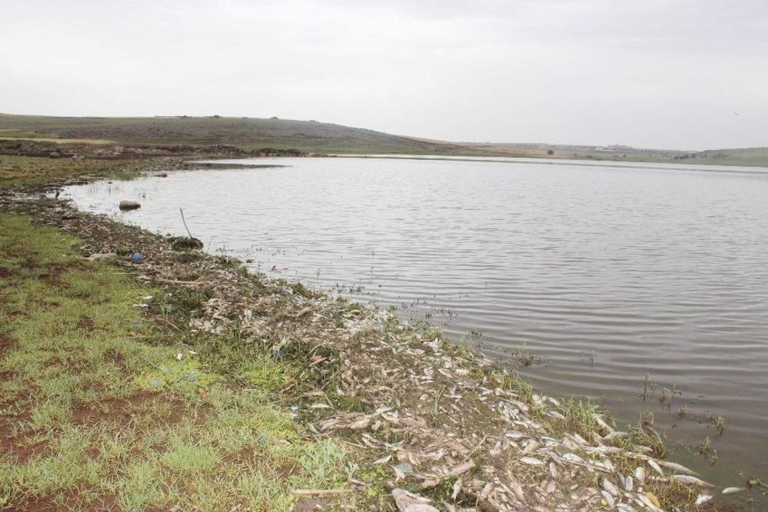 Binlerce Balık Kıyıya Vurdu