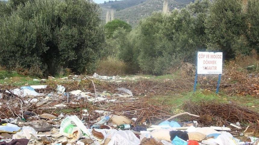 (&ouml;zel Haber) Zeytinlikler Moloz Tehdidi Altında