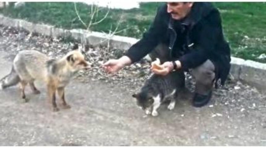 Kedinin Ekmeğine Tilki Ortak Oldu