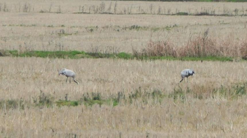 Nesli T&uuml;kenmekte Olan Turnalar Bakanlığın Takibinde