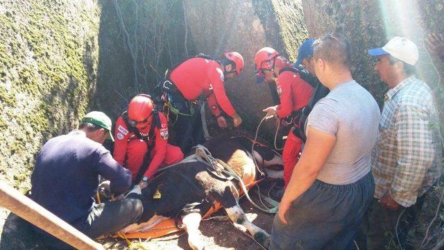 Aydın&rsquo;da Buzağı Kurtarma Operasyonu 1