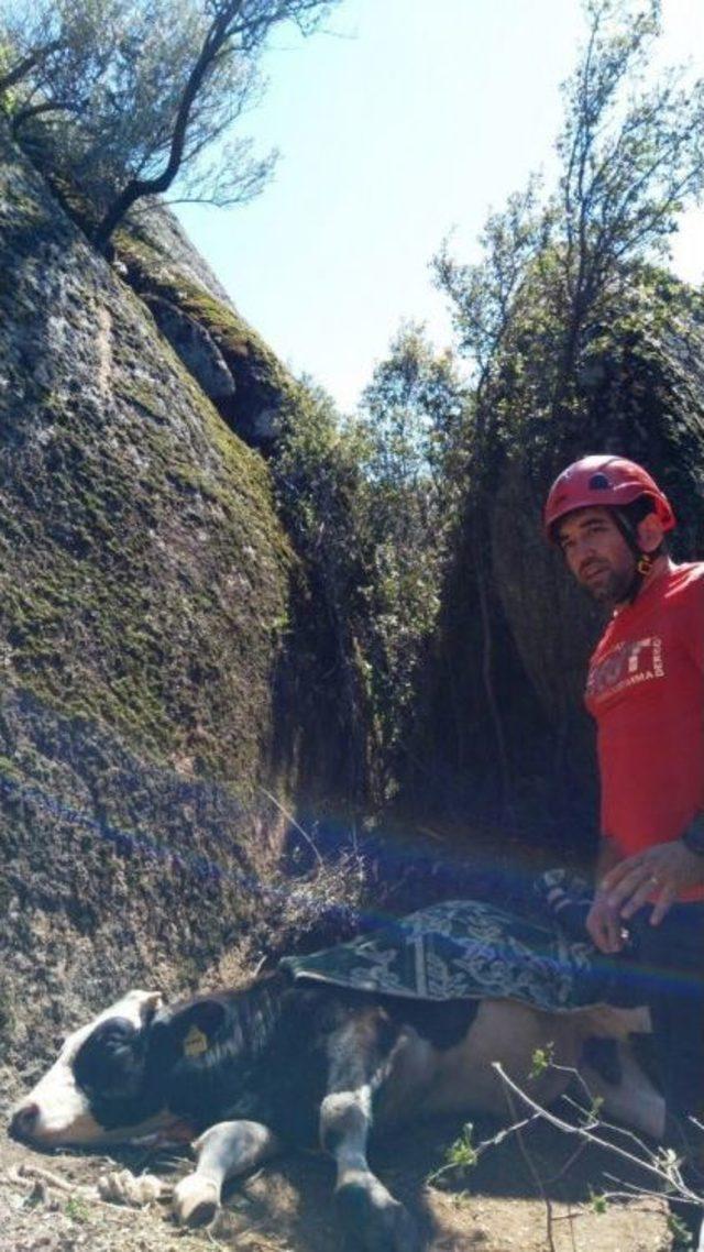 Aydın&rsquo;da Buzağı Kurtarma Operasyonu 2