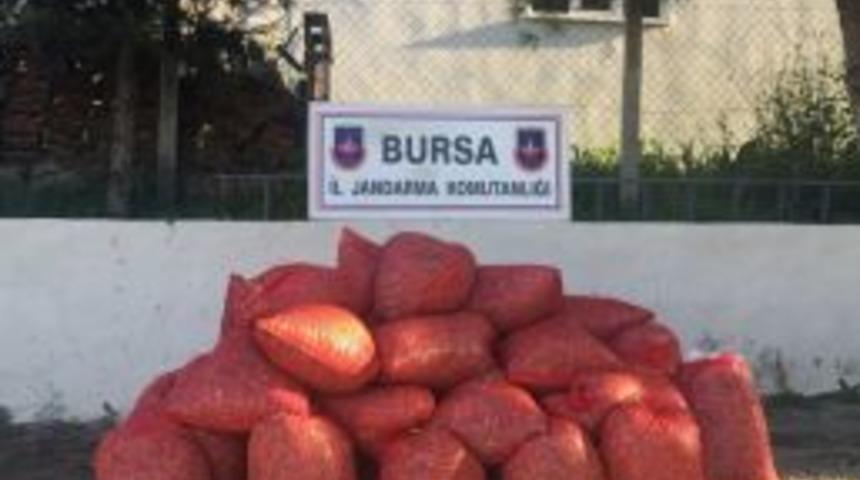 Bursa&rsquo;da 1,5 Tonluk Ka&ccedil;ak Midyeyi Vatandaşa Satacaklardı