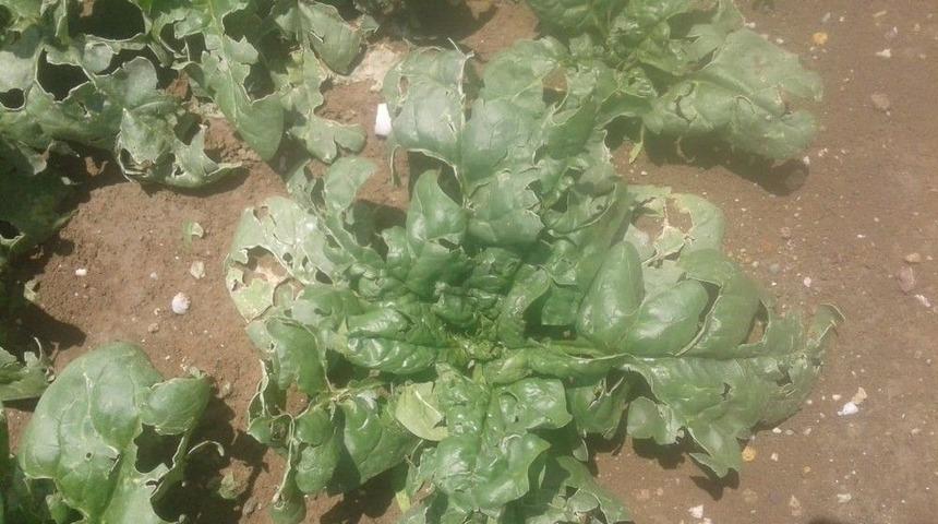 &Ccedil;ift&ccedil;i Dolu Zararının Karşılanmasını Bekliyor