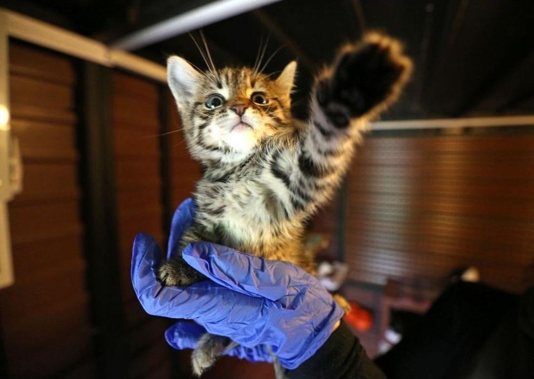 Buca&rsquo;da Hayvan Sevgisiyle Terapi