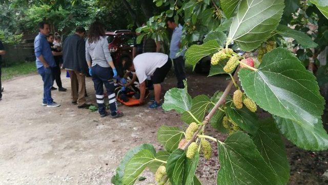 Dut Ağacından Düşen Şahıs Yaralandı