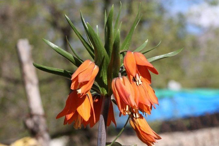 Beytüşşebap’ta İlkbahar Kartpostallık Görüntüler Oluşturdu G2
