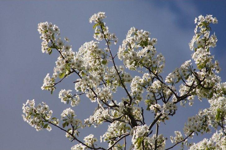 Beytüşşebap’ta İlkbahar Kartpostallık Görüntüler Oluşturdu G3