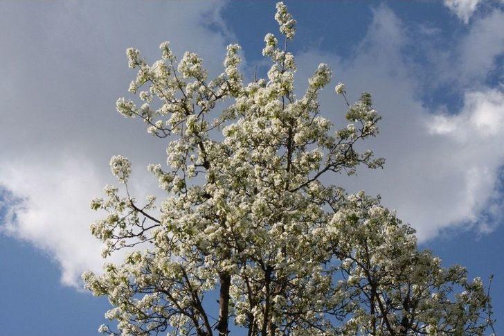 Beytüşşebap’ta İlkbahar Kartpostallık Görüntüler Oluşturdu G4