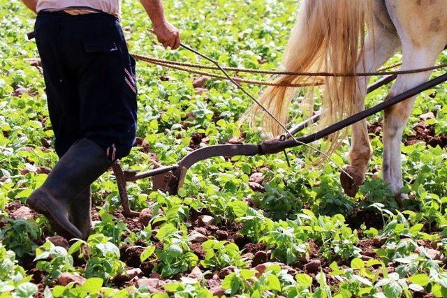 Günlük 150 Lira Yevmiyeyle İşsizliğe Meydan Okuyorlar 1