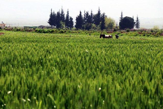 Günlük 150 Lira Yevmiyeyle İşsizliğe Meydan Okuyorlar 2