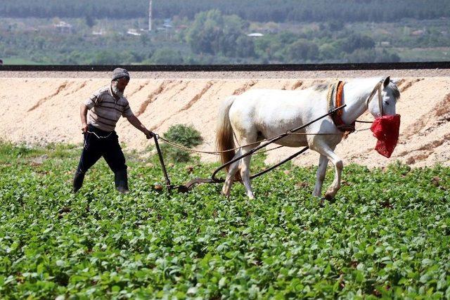Günlük 150 Lira Yevmiyeyle İşsizliğe Meydan Okuyorlar 3