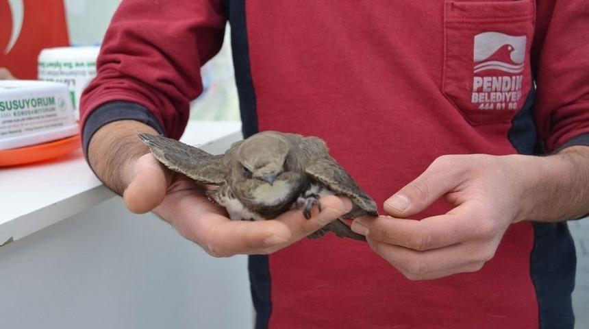 U&ccedil;amayan Ebabil Kuşu Emin Ellerde